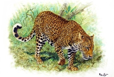 AFRICAN LEOPARD - Robert Dallet