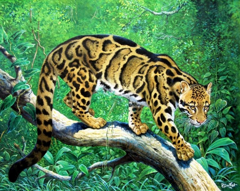 CLOUDED LEOPARD - Robert Dallet